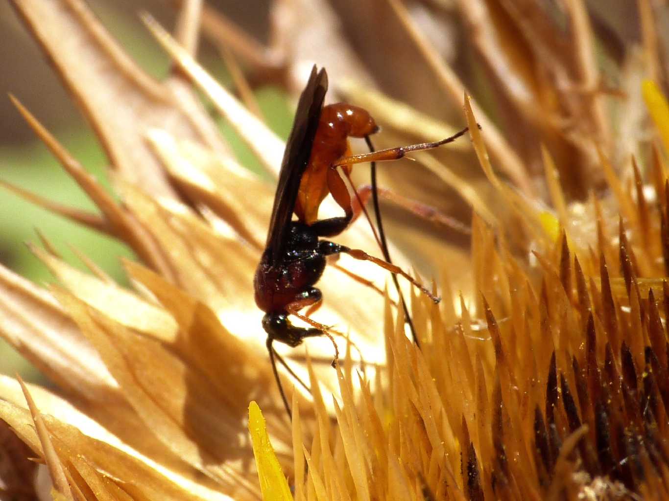 Piccolo Ichneumonidae  (o Braconidae?) su fiore di Carlina